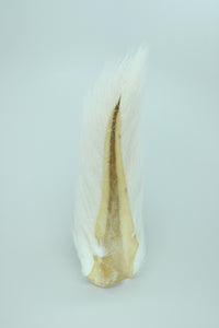 Large Northern Bucktail - White